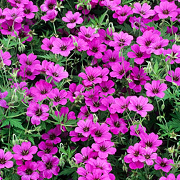 Géranium vivace - geranium 'patricia' - godet 9x9 cm