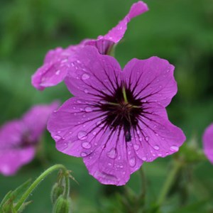 Géranium vivace  - geranium 'patricia'  - godet 9x9 cm