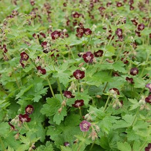 6 x géranium vivace livide - geranium phaeum  - godet 9x9 cm