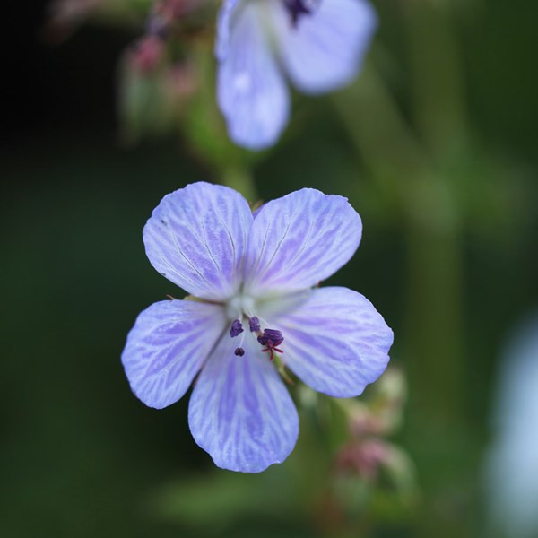 6 x géranium vivace des près - geranium pratense 'mrs kendall clark' - godet