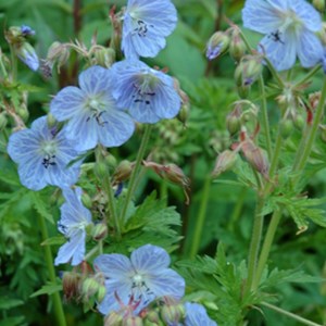 Géranium vivace des près - geranium pratense 'mrs kendall clark' - godet 9x9 cm