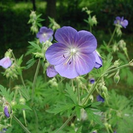 6 x géranium vivace des près - geranium pratense  - godet 9x9 cm
