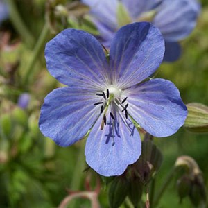 6 x géranium vivace des près - geranium pratense  - godet 9x9 cm