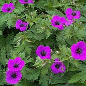 6 x géranium vivace psilostemon - geranium psilostemon  - godet 9x9 cm