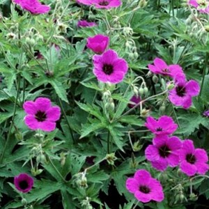 6 x géranium vivace psilostemon - geranium psilostemon  - godet 9x9 cm