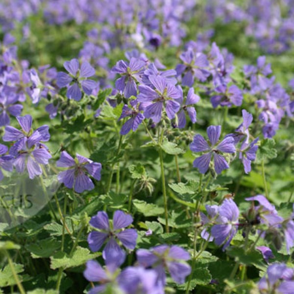 6 x géranium vivace à feuilles - geranium 'philippe vapelle' - godet 9x9 cm