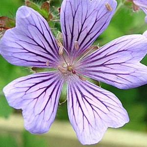 Géranium vivace à feuilles  - geranium 'philippe vapelle'  - godet 9x9 cm