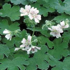 6 x géranium vivace à feuilles de crêpe - geranium renardii  - godet 9x9 cm
