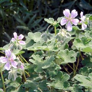 6 x géranium vivace à feuilles de crêpe - geranium renardii  - godet 9x9 cm