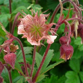 6 x benoîte des rives - geum rivale  - godet 9x9 cm