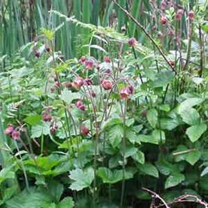 6 x benoîte des rives - geum rivale  - godet 9x9 cm