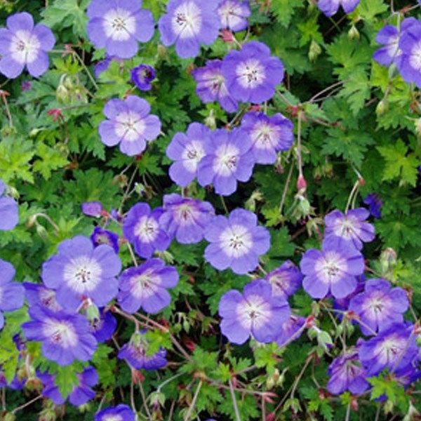 Arborix - 6 x géranium vivace  - geranium 'rozanne'  - godet 9x9 cm