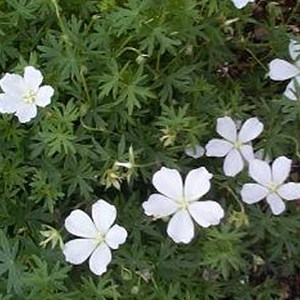 6 x géranium vivace sanguin  - geranium sanguineum 'album'  - godet 9x9 cm