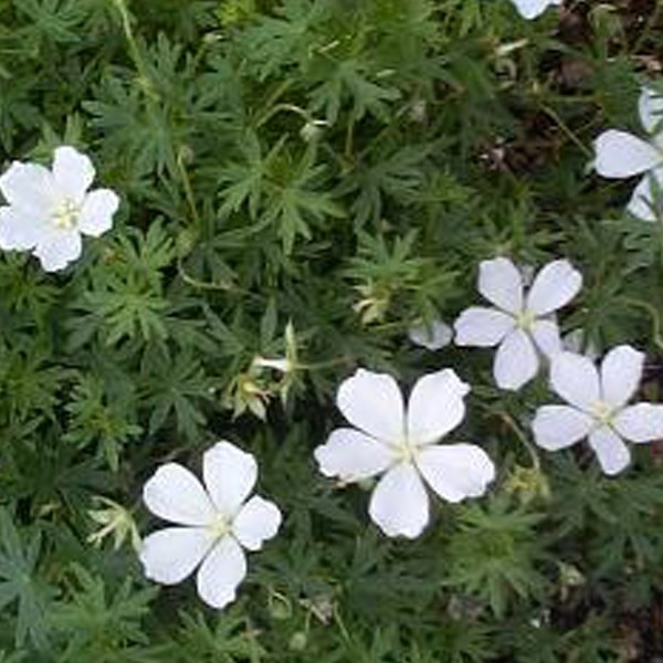 Géranium vivace sanguin - geranium sanguineum 'album' - godet 9x9 cm