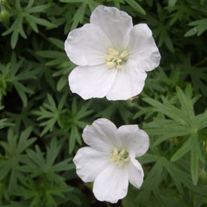 Géranium vivace sanguin  - geranium sanguineum 'album'  - godet 9x9 cm