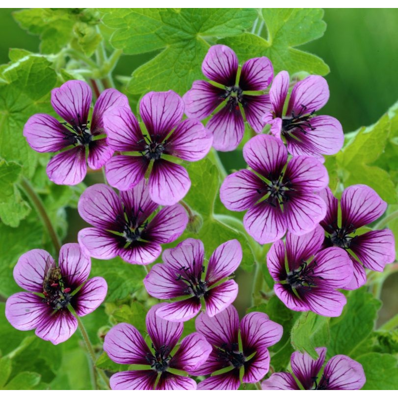 6 x géranium vivace - geranium 'salome' - godet 9x9 cm