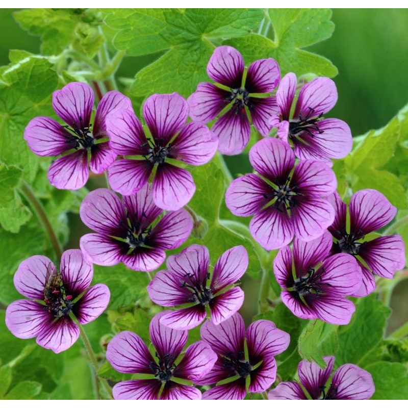 Géranium vivace - geranium 'salome' - godet 9x9 cm