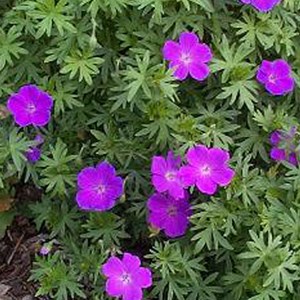 6 x géranium vivace sanguin - geranium sanguineum  - godet 9x9 cm