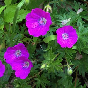 6 x géranium vivace sanguin - geranium sanguineum  - godet 9x9 cm