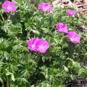Géranium vivace sanguin  - geranium sanguineum 'compactum'  - godet 9x9 cm