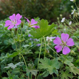Géranium vivace  - geranium 'sirak'  - godet 9x9 cm