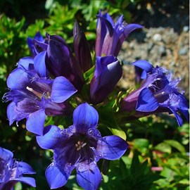 Gentiana septemfida lagodechiana - godet 9x9 cm