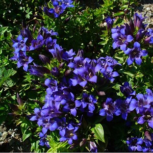 Gentiana septemfida lagodechiana - godet 9x9 cm