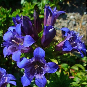 Gentiana septemfida lagodechiana - godet 9x9 cm