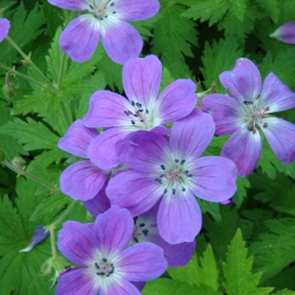 Arborix - 6 x géranium vivace des bois - geranium sylvaticum 'mayflower' - godet 9x9 cm