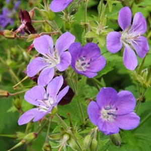 Géranium vivace des bois  - geranium sylvaticum 'mayflower'  - godet 9x9 cm