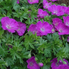 Géranium vivace sanguin  - geranium sanguineum 'max frei'  - godet 9x9 cm