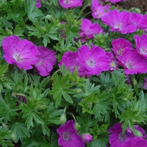 6 x géranium vivace sanguin  - geranium sanguineum 'max frei'  - godet 9x9 cm