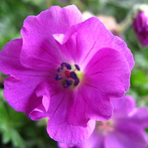 Géranium vivace sanguin  - geranium sanguineum 'max frei'  - godet 9x9 cm