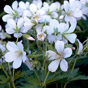 Géranium vivace des bois  - geranium sylvaticum 'album'  - godet 9x9 cm