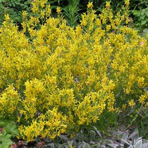 2 x genêt des teinturiers  - genista tinctoria 'royal gold'  - 30-40 cm pot