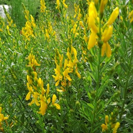 2 x genêt des teinturiers  - genista tinctoria 'royal gold'  - 30-40 cm pot