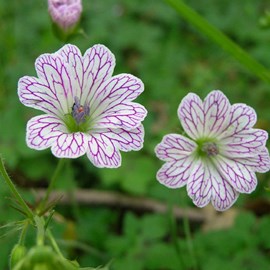 6 x géranium vivace versicolore - geranium versicolor  - godet 9x9 cm