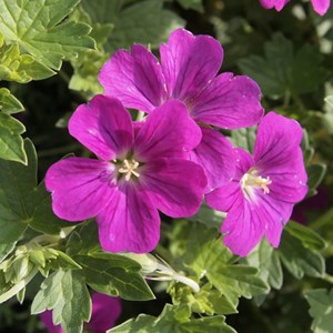 6 x géranium vivace 'russel prichard' - geranium riversleaianum 'russell
