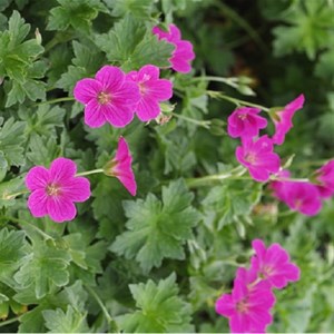 6 x géranium vivace 'russel prichard' - geranium riversleaianum 'russell