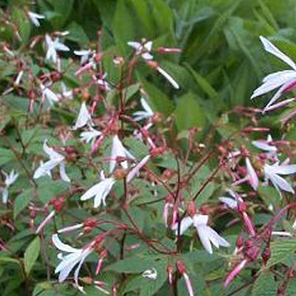 Arborix - 6 x spirée à 3 feuilles - gillenia trifoliata  - godet 9x9 cm