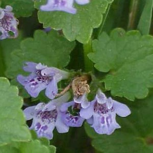 6 x lierre terrestre - glechoma hederacea  - godet 9x9 cm