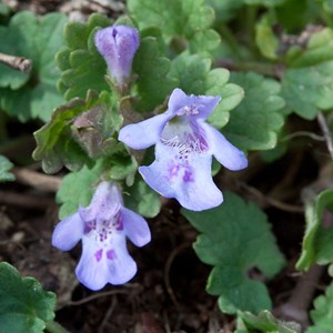 6 x lierre terrestre - glechoma hederacea  - godet 9x9 cm