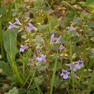 Glechoma hederacea 'variegata' - godet 9x9 cm