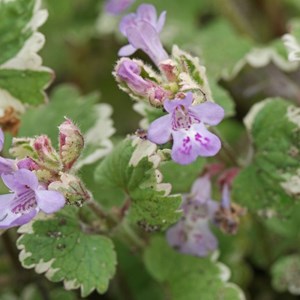 6 x glechoma hederacea 'variegata' - godet 9x9 cm
