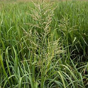 6 x glycérie aquatique - glyceria maxima  - godet 9x9 cm