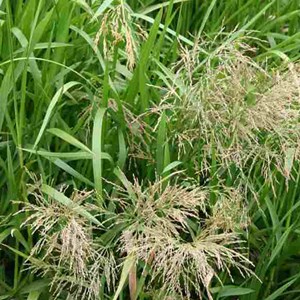 6 x glycérie aquatique - glyceria maxima  - godet 9x9 cm