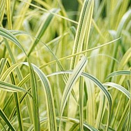 6 x grande glycérie  - glyceria maxima 'variegata'  - godet 9x9 cm