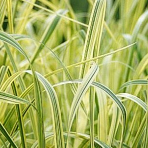 6 x grande glycérie  - glyceria maxima 'variegata'  - godet 9x9 cm