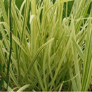 6 x grande glycérie  - glyceria maxima 'variegata'  - godet 9x9 cm