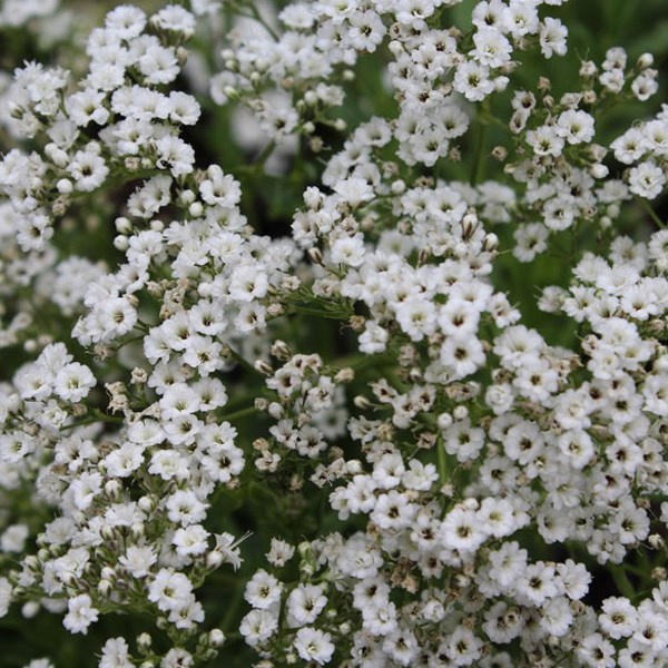6 x gypsophile paniculé - gypsophila paniculata 'schneeflocke' - godet 9x9 cm